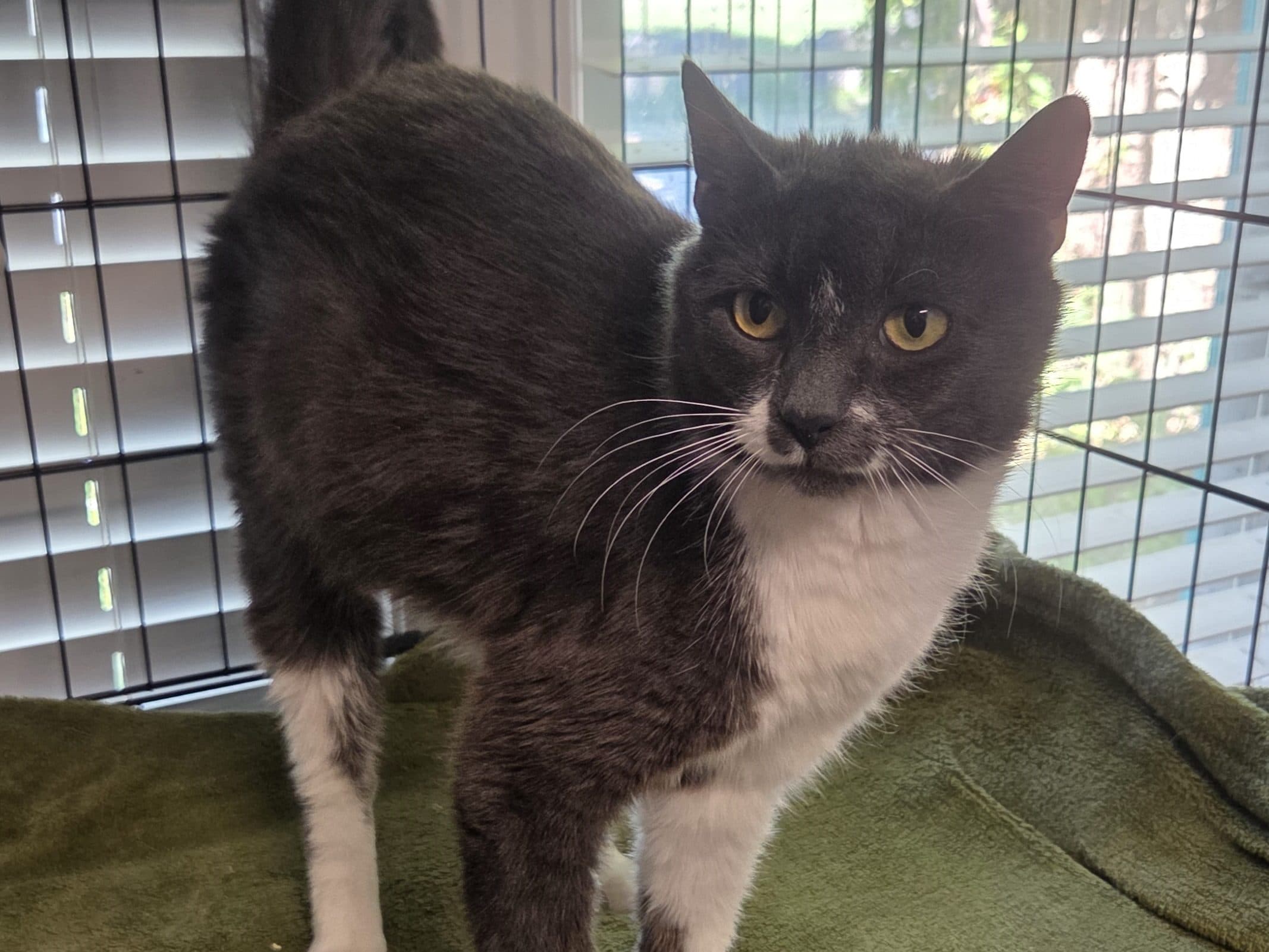 MARGOT - Domestic Short-Hair cat available for adoption at CARES Cat Shelter in Vancouver