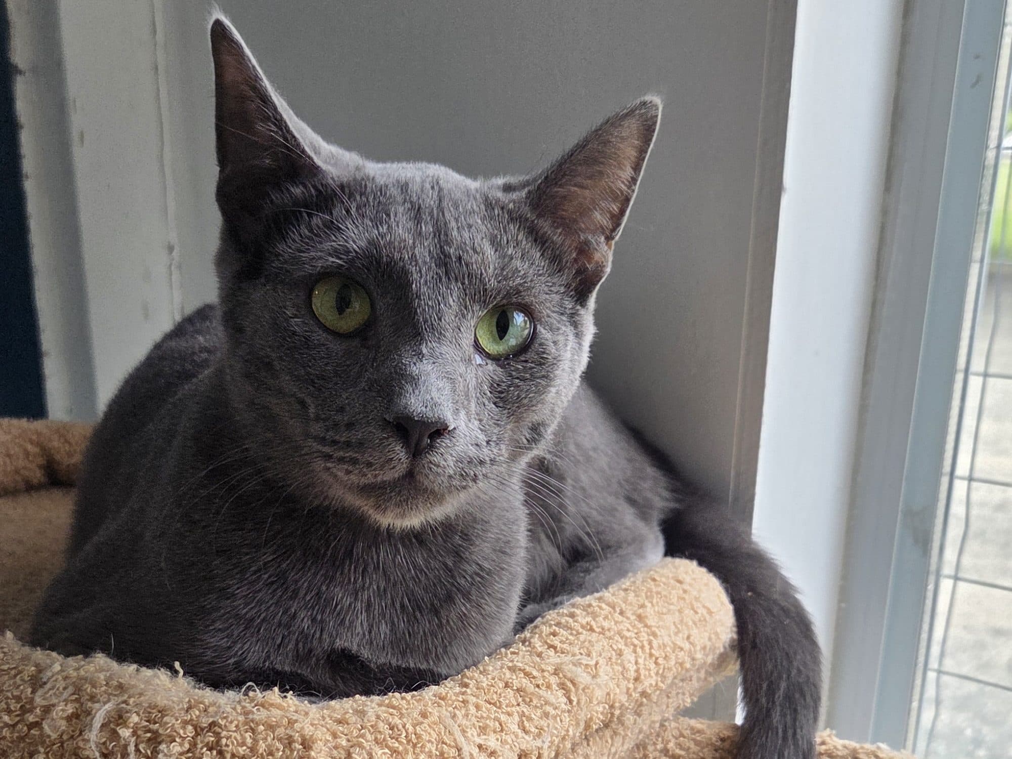 ASH - Domestic Short-Hair cat available for adoption at CARES Cat Shelter in Vancouver