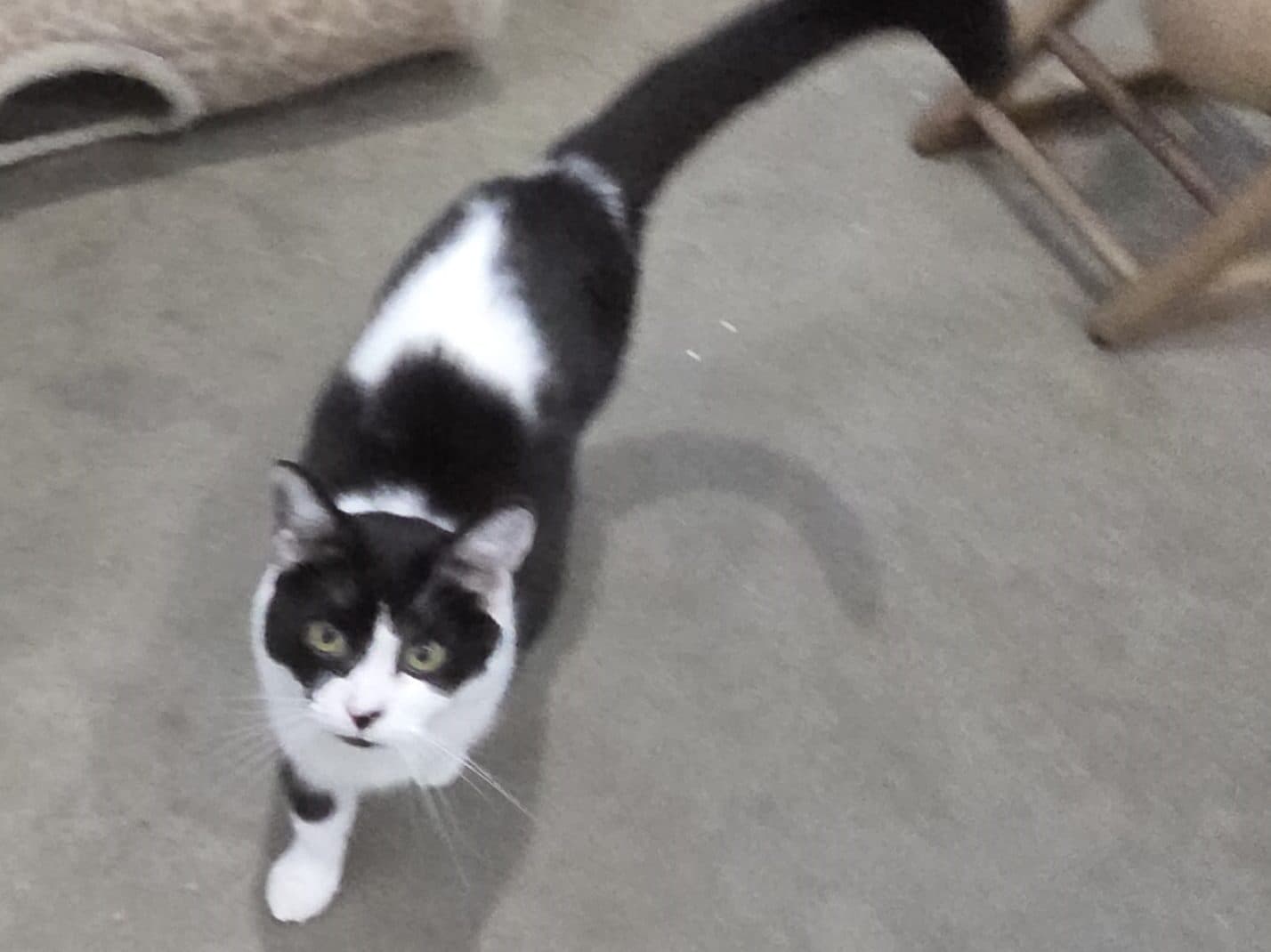 DAISY - Domestic Short-Hair cat available for adoption at CARES Cat Shelter in Vancouver