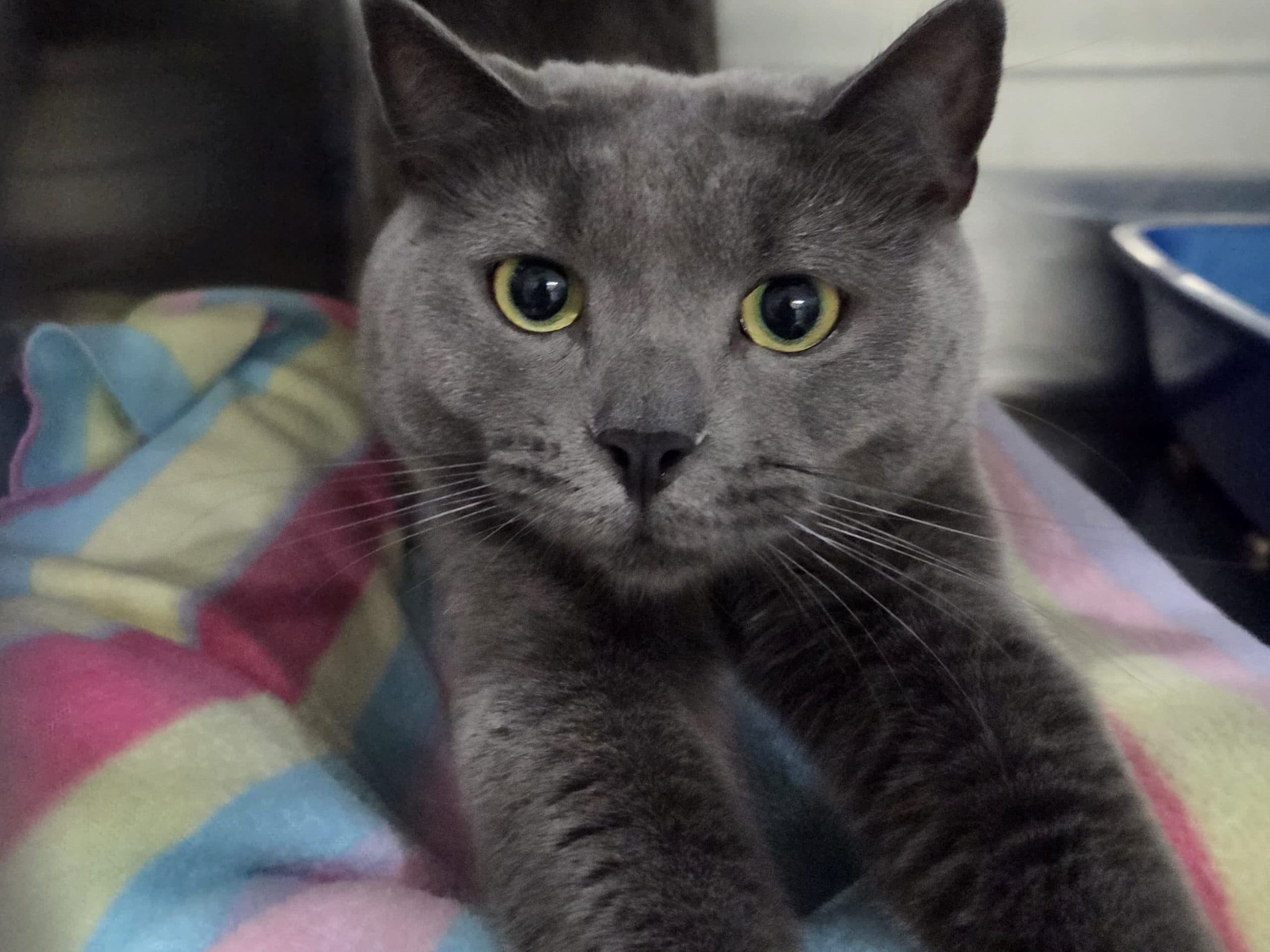 GREYCE - Domestic Short-Hair cat available for adoption at CARES Cat Shelter in Vancouver
