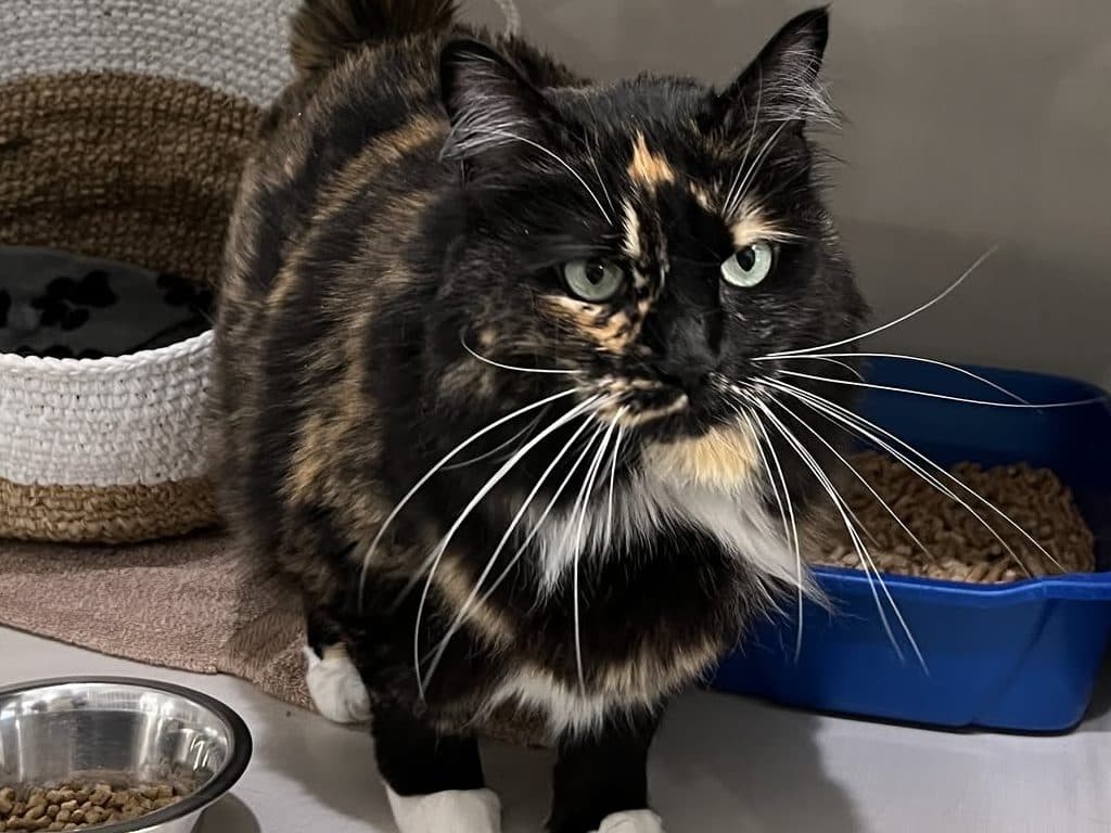 KLEO - Domestic Medium-Hair cat available for adoption at CARES Cat Shelter in Vancouver