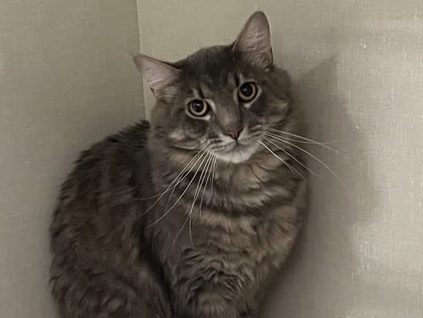 LOUIE - Domestic Short-Hair cat available for adoption at CARES Cat Shelter in Vancouver