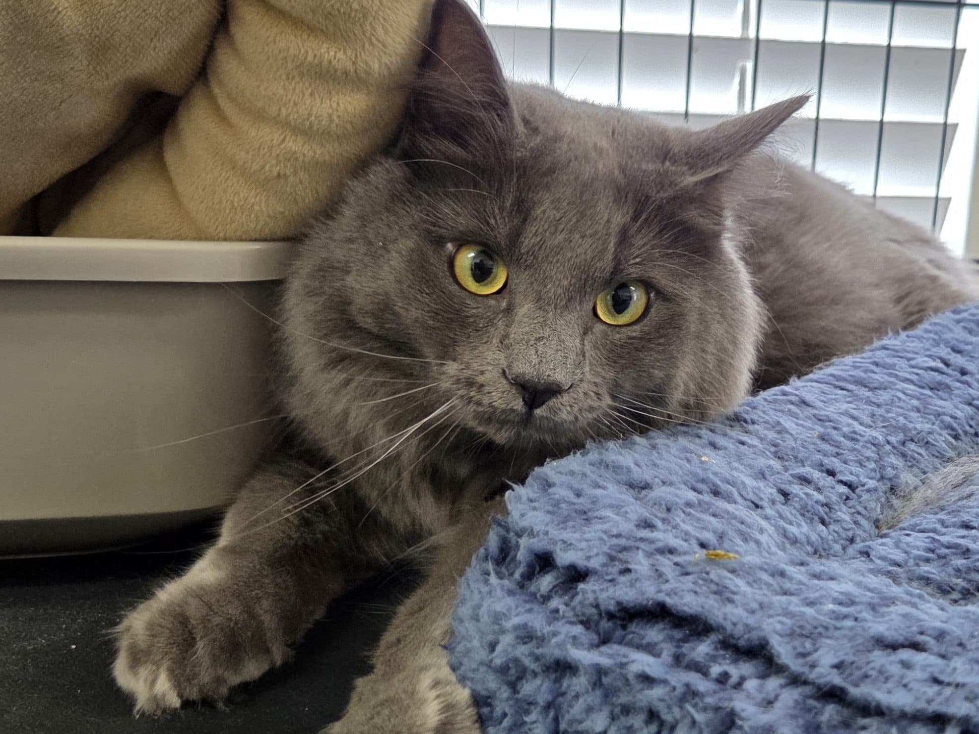 MARTINI - Domestic Medium-Hair cat available for adoption at CARES Cat Shelter in Vancouver