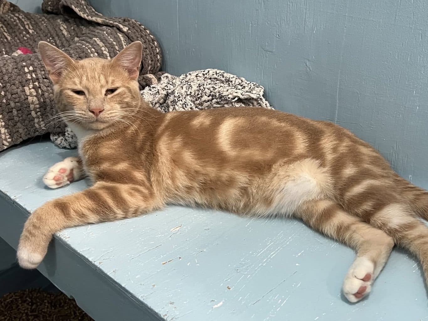 REBEL - Domestic Short-Hair cat available for adoption at CARES Cat Shelter in Vancouver