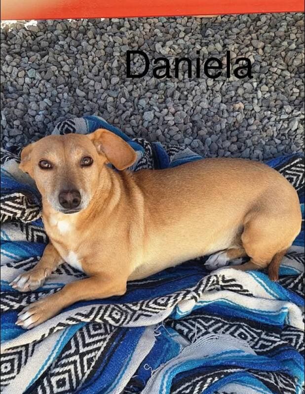 Daniela - Dachshund and Terrier type mix available for adoption at CB Rescue Foundation in Calgary