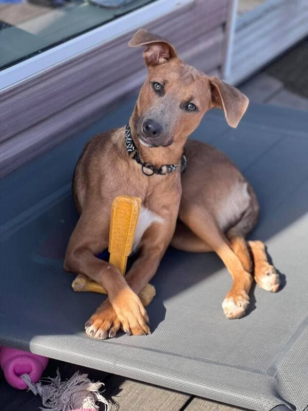 Lilly - Mixed Breed available for adoption at CB Rescue Foundation in Calgary