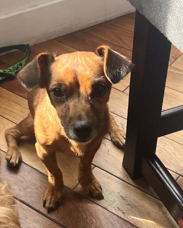 Monty - Chihuahua and Dachshund (Cheweenie) Mix available for adoption at CB Rescue Foundation in Calgary