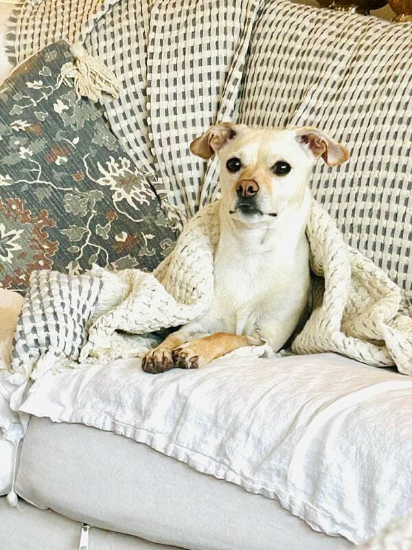 Monty - Chihuahua mix available for adoption at CB Rescue Foundation in Calgary