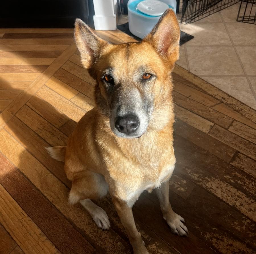 Penelope - Shepherd mix available for adoption at CB Rescue Foundation in Calgary
