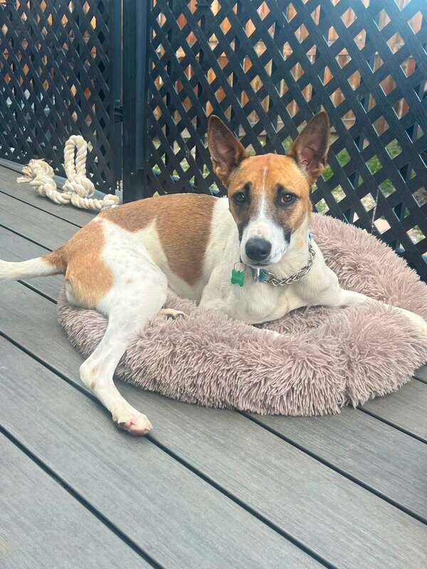 Piper - Basenji Mix available for adoption at CB Rescue Foundation in Calgary