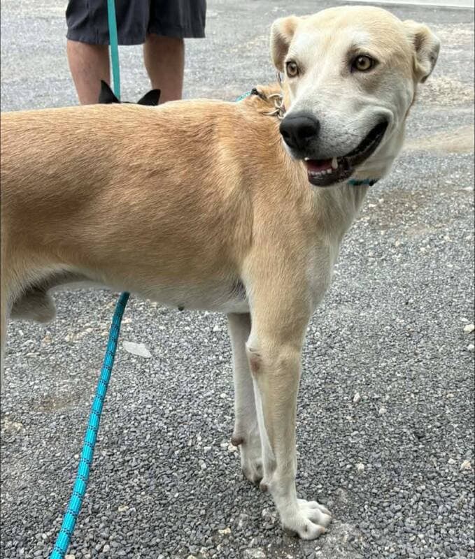 Rocky - Italian Greyhound and Lab mix available for adoption at CB Rescue Foundation in Calgary
