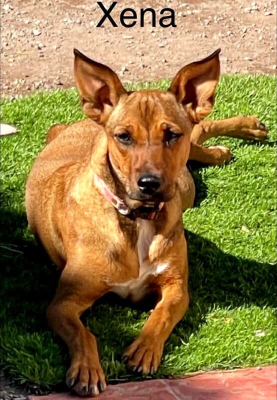 Xena - Shepherd or Podenco mix available for adoption at CB Rescue Foundation in Calgary