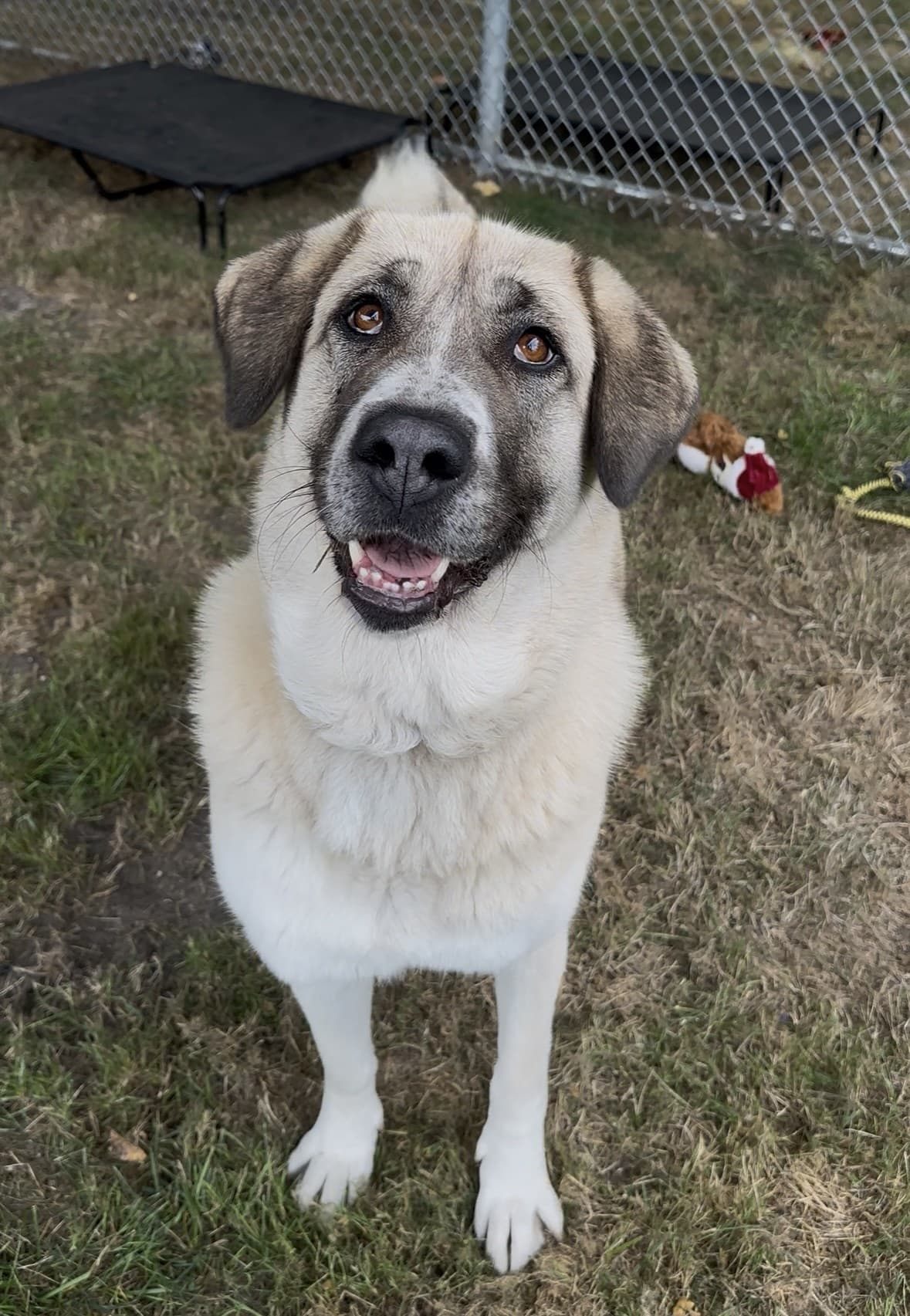 Cleo - Mixed Breed available for adoption in Calgary