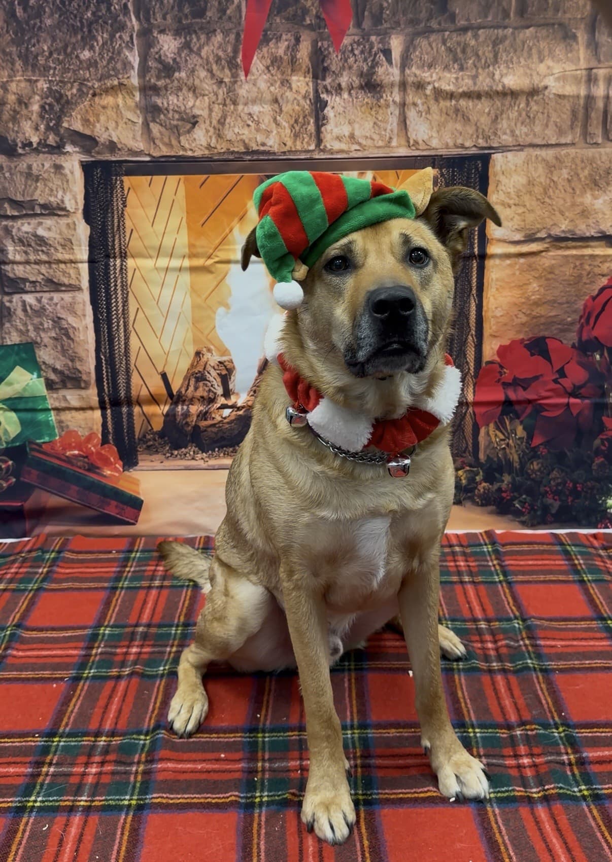 Bear - Mixed Breed available for adoption in Calgary