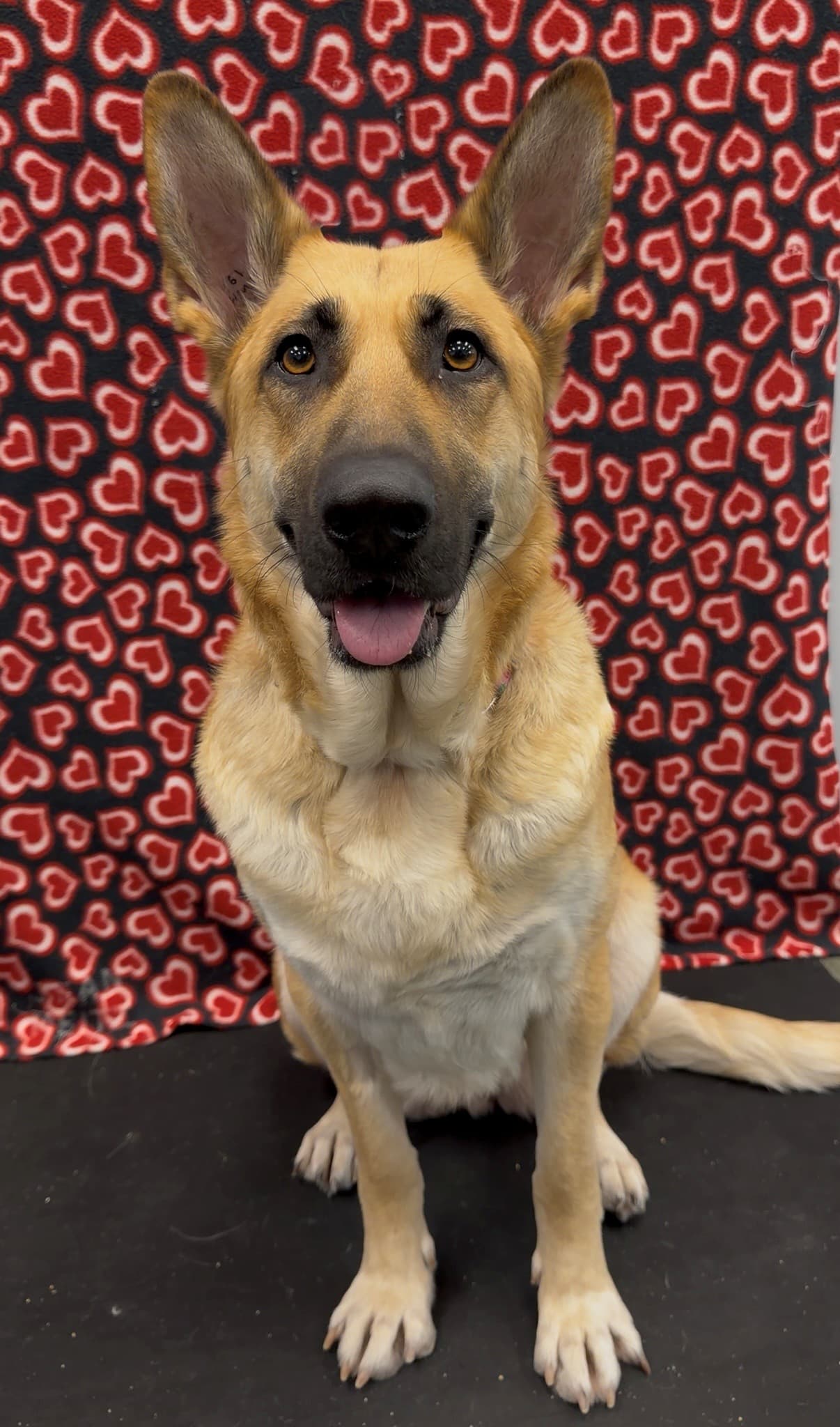 Laila - Mixed Breed available for adoption in Calgary