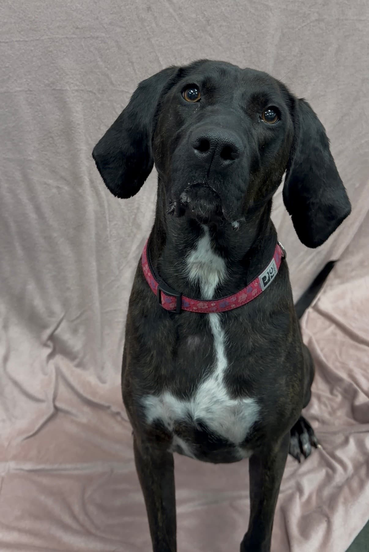 Annabelle - Mixed Breed available for adoption in Calgary