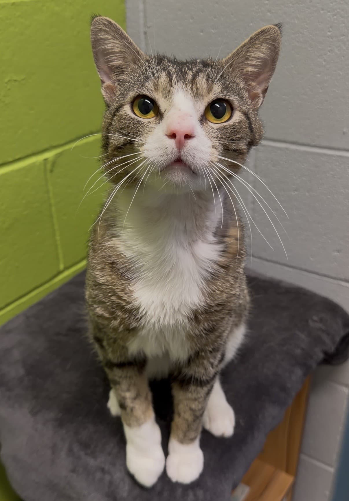 Brock - Tabby cat available for adoption in Calgary