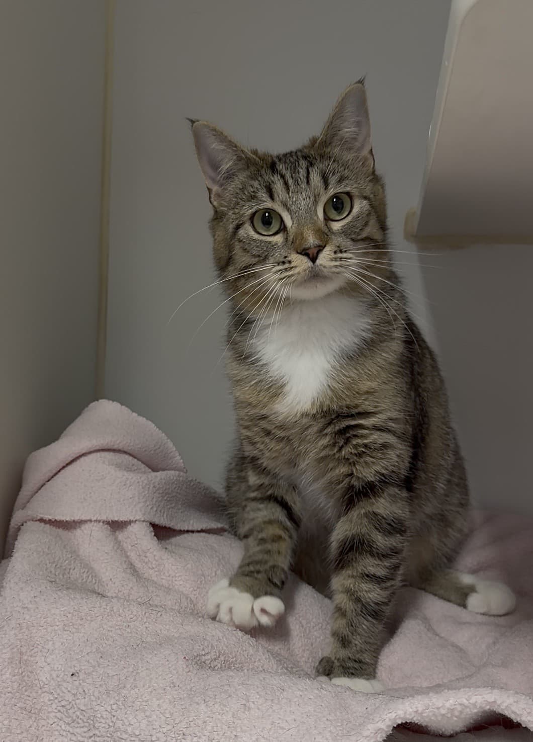 Po - Tabby cat available for adoption at Delta Community Animal Shelter in Vancouver