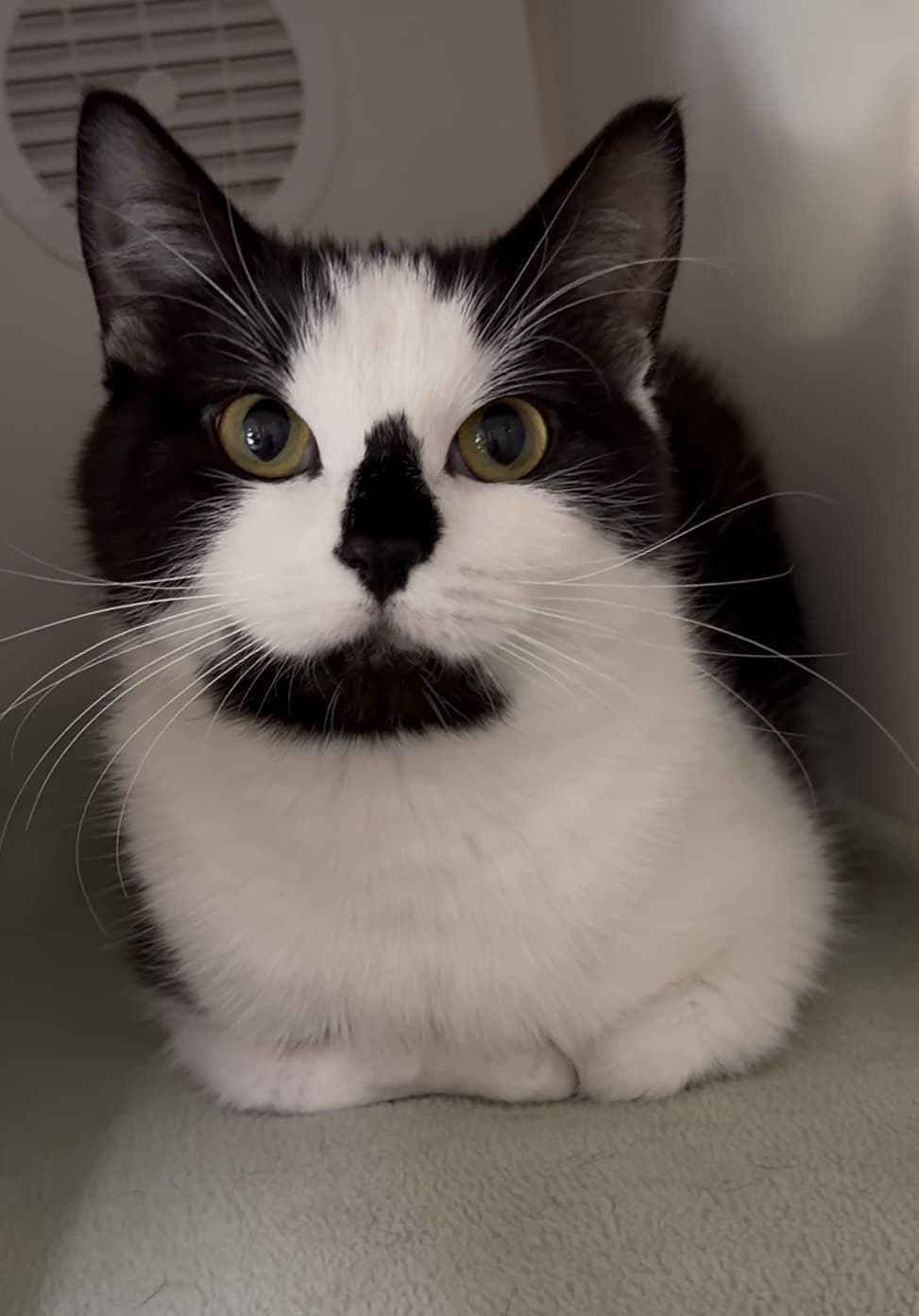 Shifu - Tuxedo cat available for adoption at Delta Community Animal Shelter in Vancouver