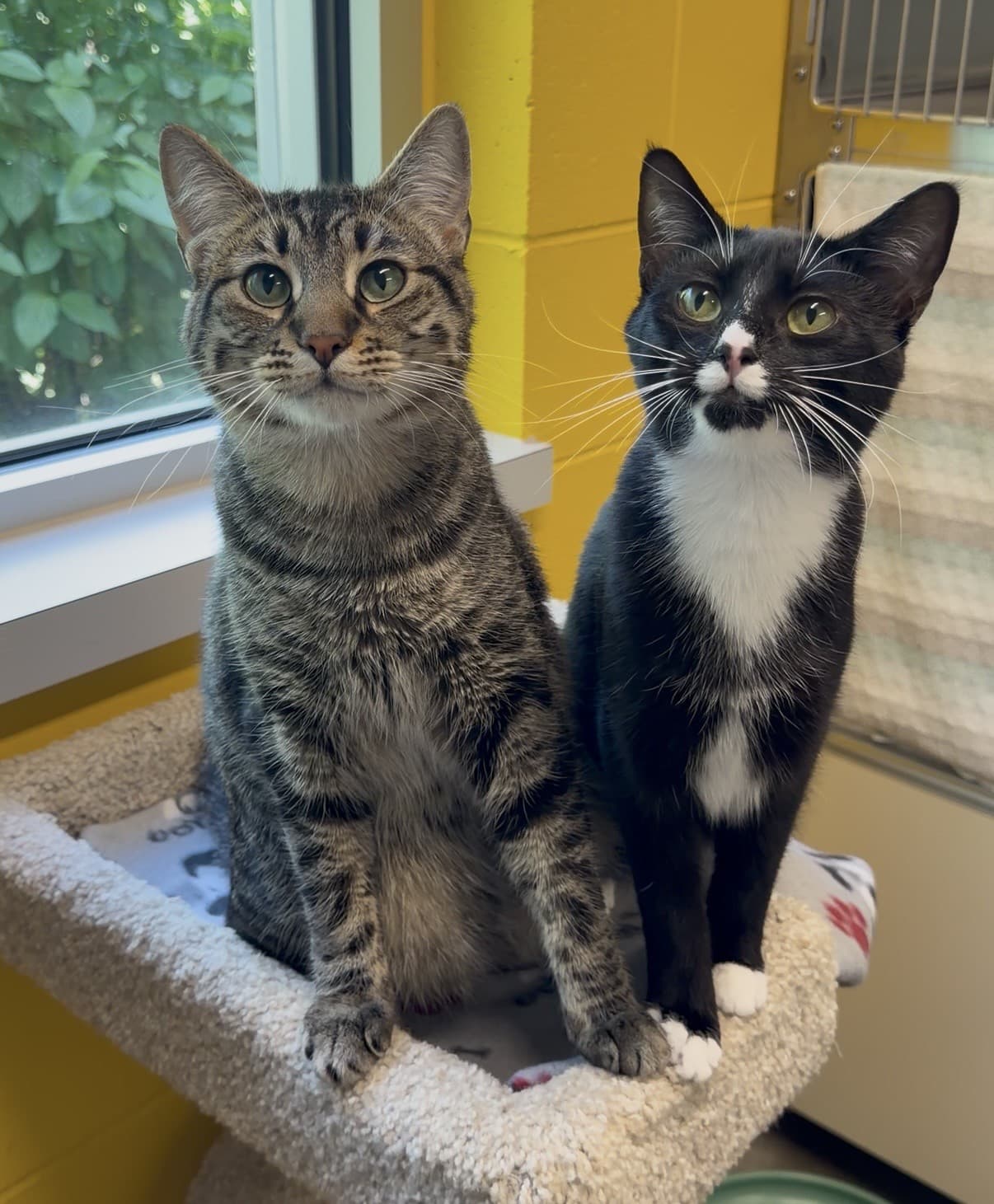 Gale & Raine - Tabby cat available for adoption at Delta Community Animal Shelter in Vancouver