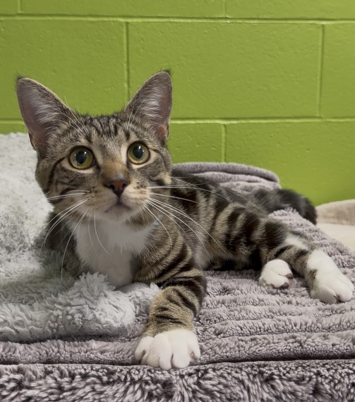 Steven - Tabby cat available for adoption at Delta Community Animal Shelter in Vancouver