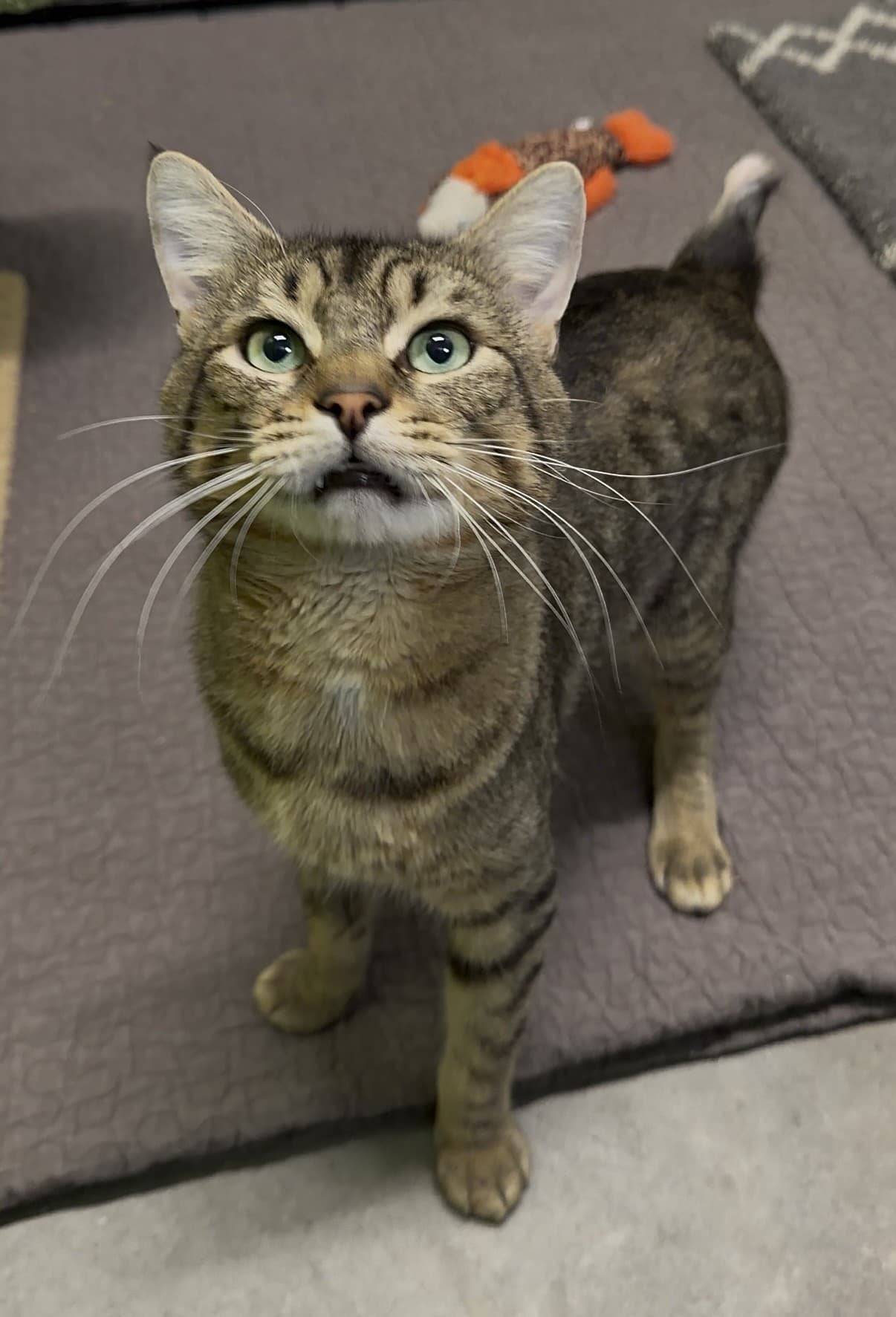 Maurice - Tabby cat available for adoption at Delta Community Animal Shelter in Vancouver
