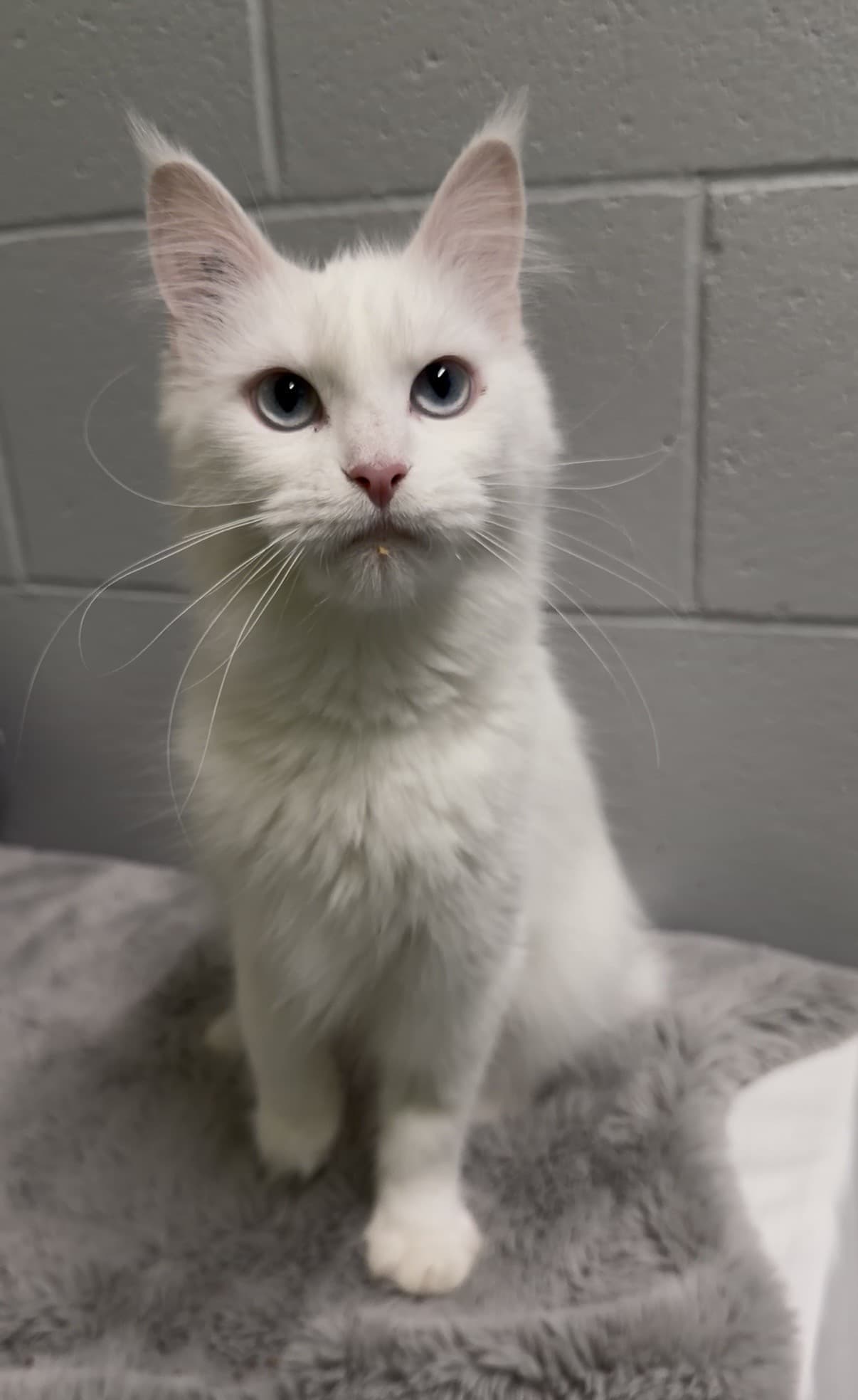 Kennedy - Domestic Shorthair cat available for adoption at Delta Community Animal Shelter in Vancouver