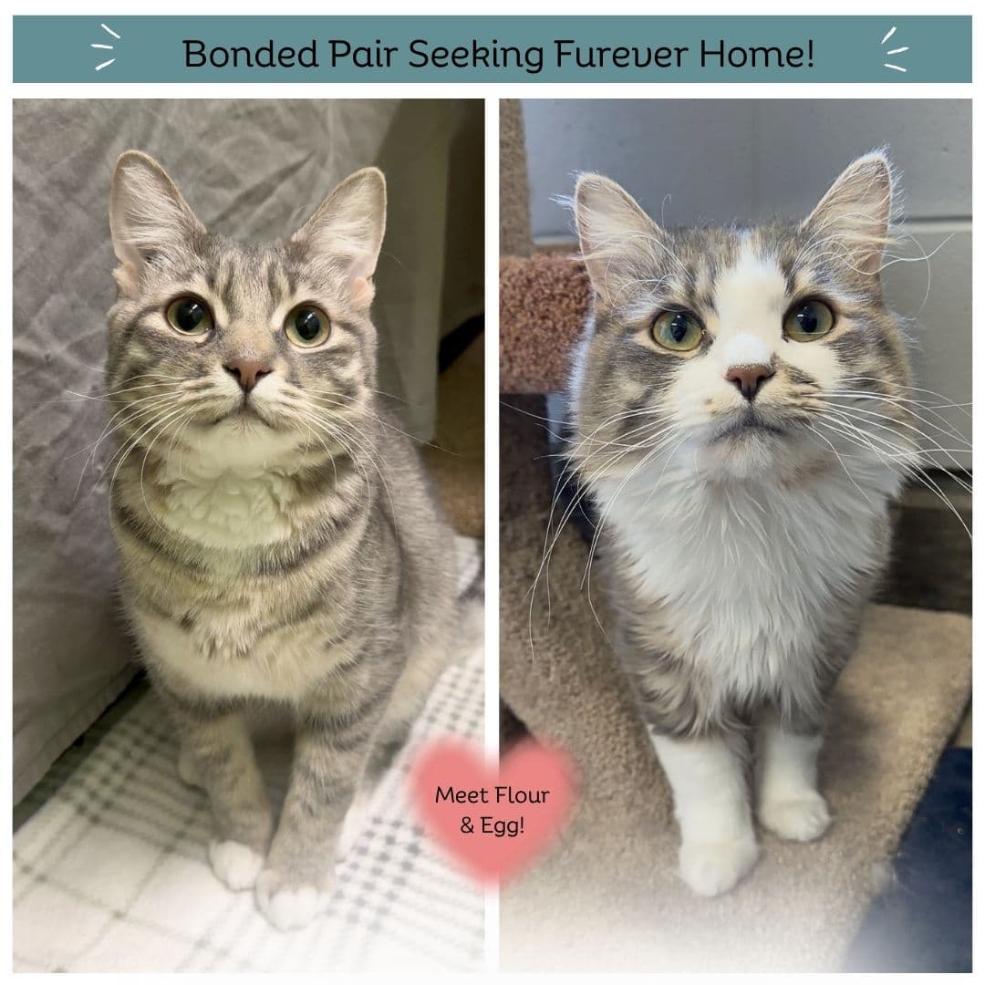 Flour & Egg - Domestic Shorthair cat available for adoption at Delta Community Animal Shelter in Vancouver