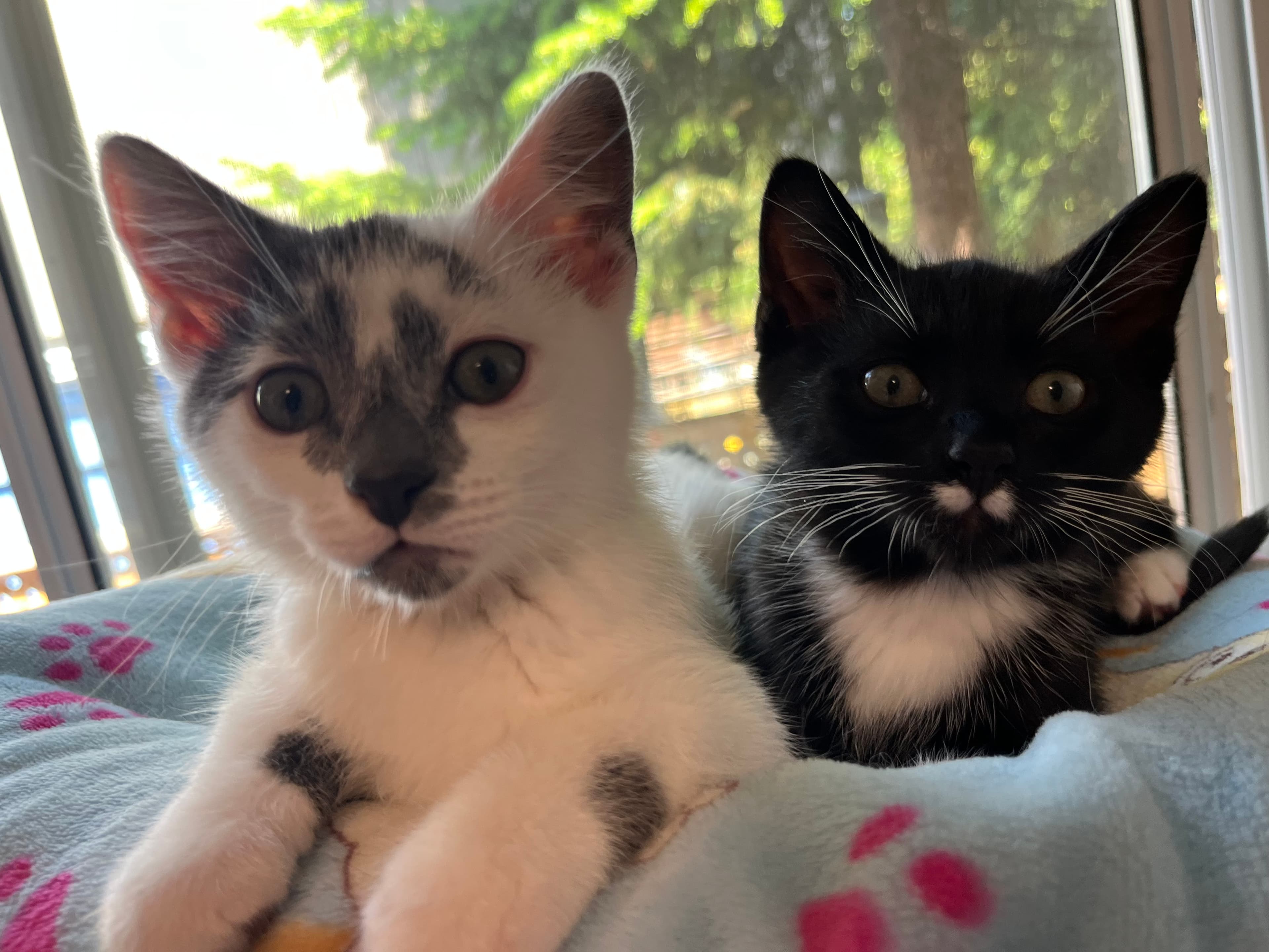 Purrt & Purrcy - Tuxedo cat available for adoption at Delta Community Animal Shelter in Vancouver