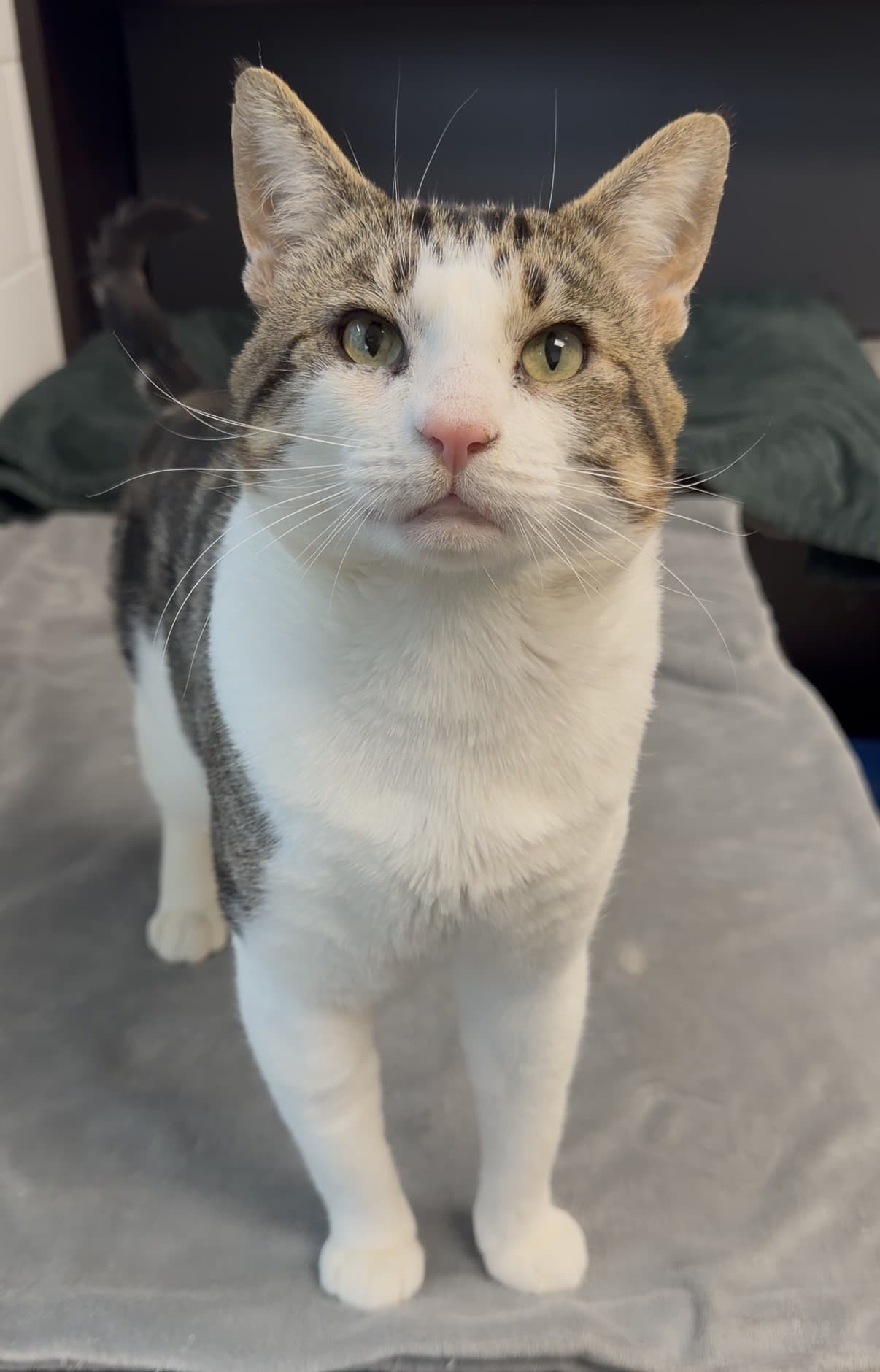 Porkchop - Tabby cat available for adoption in Calgary