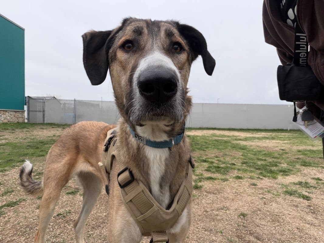 Freya - Anatolian Shepherd Dog available for adoption at Edmonton Humane Society in Calgary