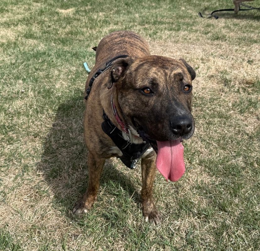 Rocky Road - American Staffordshire Terrier available for adoption at Edmonton Humane Society in Calgary