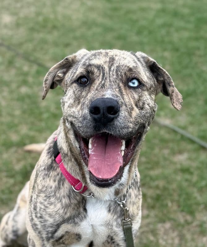 Duke - Mastiff available for adoption at Edmonton Humane Society in Calgary