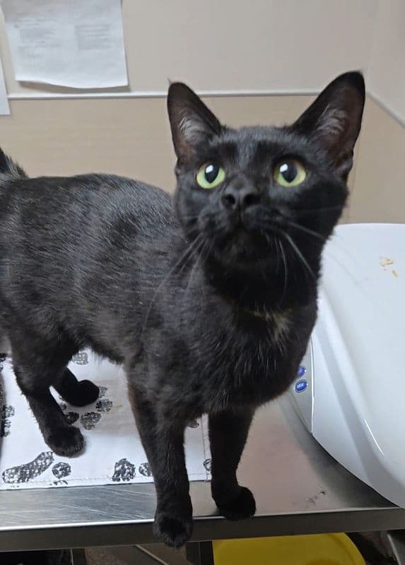 Sona - Domestic Short Hair cat available for adoption at Edmonton Humane Society in Calgary