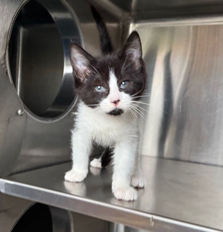 Tamale - Domestic Short Hair cat available for adoption at Edmonton Humane Society in Calgary