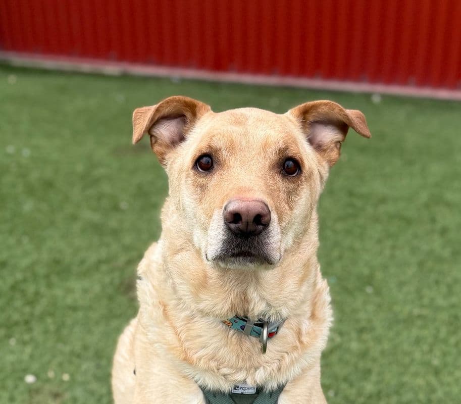 Rupert - Labrador Retriever - German Shepherd available for adoption at Edmonton Humane Society in Calgary
