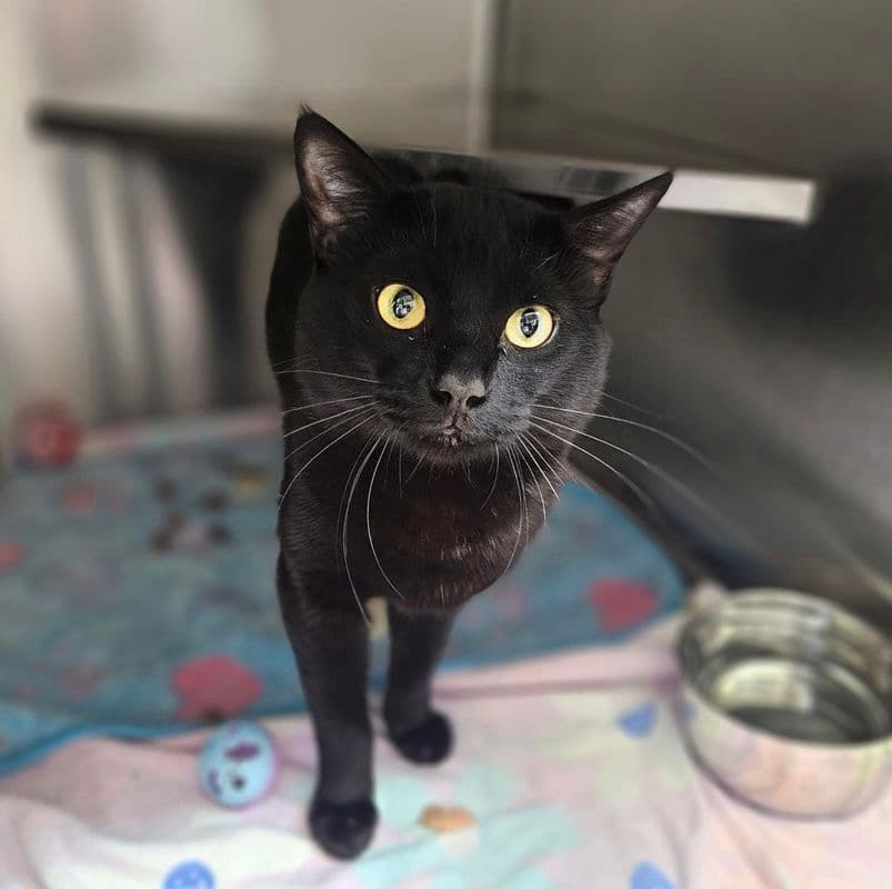Sergio - Domestic Short Hair cat available for adoption at Edmonton Humane Society in Calgary
