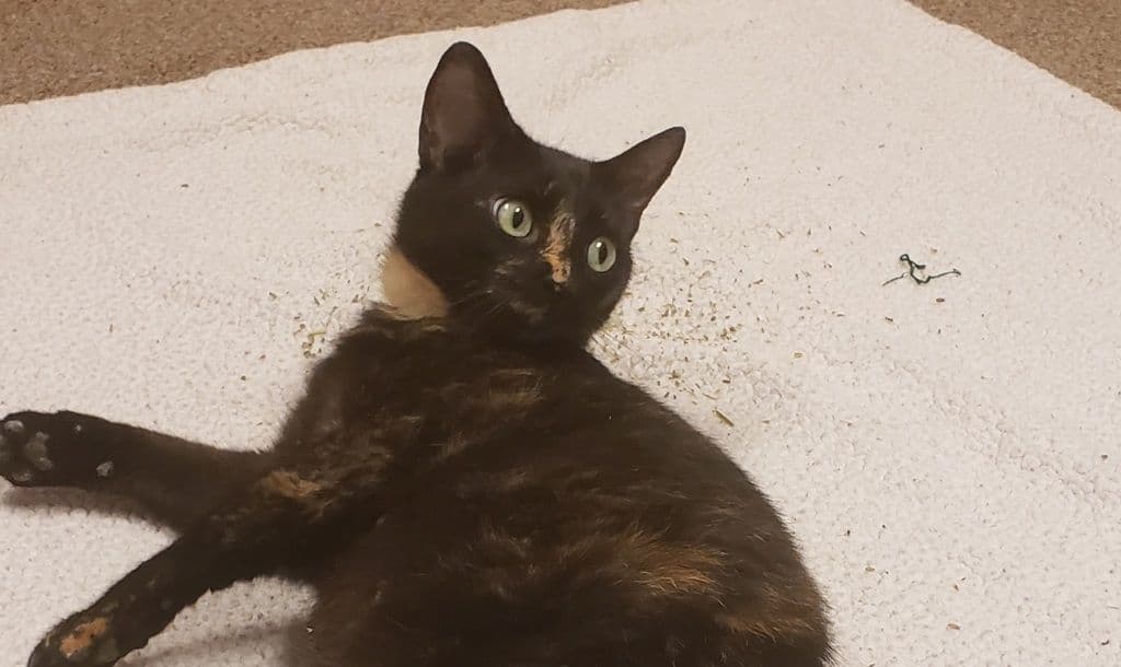 Hope - Domestic Short Hair cat available for adoption at Edmonton Humane Society in Calgary