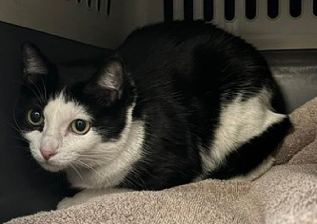 Lilo - Domestic Short Hair cat available for adoption at Edmonton Humane Society in Calgary