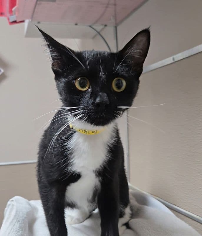 Kirara - Domestic Short Hair cat available for adoption at Edmonton Humane Society in Calgary