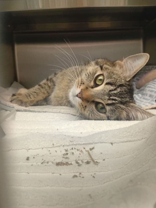Clover - Domestic Short Hair cat available for adoption at Edmonton Humane Society in Calgary