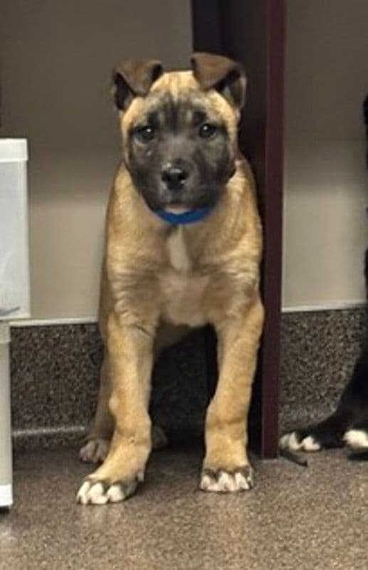 Newt - Shepherd available for adoption at Edmonton Humane Society in Calgary