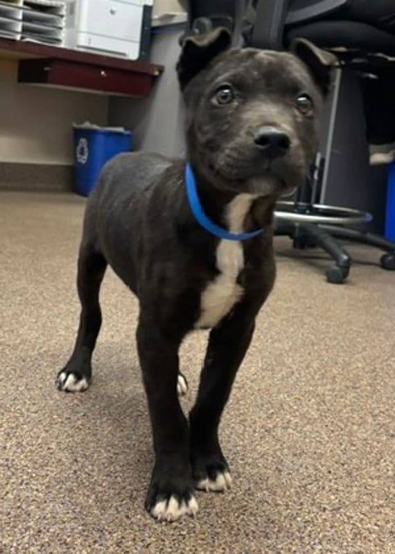 Tadpole - Shepherd available for adoption at Edmonton Humane Society in Calgary