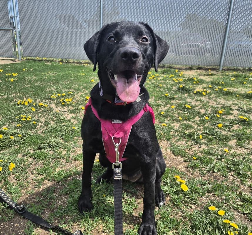 Lucy - Labrador Retriever available for adoption at Edmonton Humane Society in Calgary