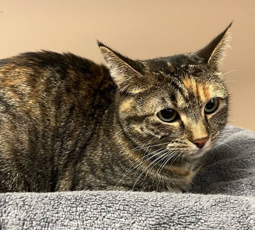 Bella - Domestic Short Hair cat available for adoption at Edmonton Humane Society in Calgary