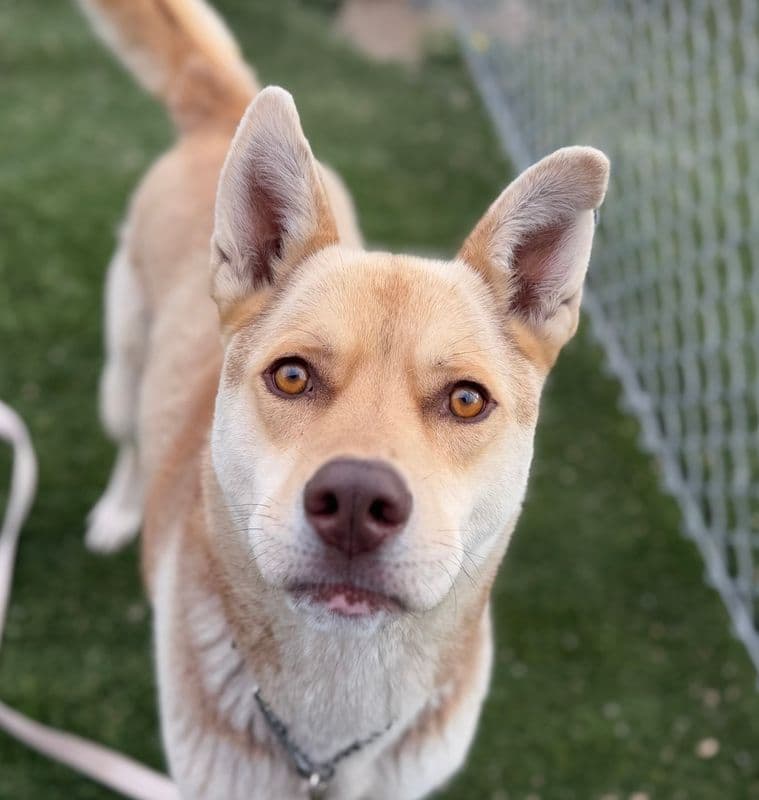 Archer - Shepherd available for adoption at Edmonton Humane Society in Calgary