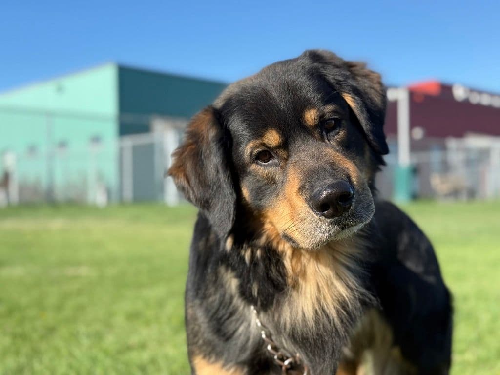 Bumble - Rottweiler available for adoption at Edmonton Humane Society in Calgary