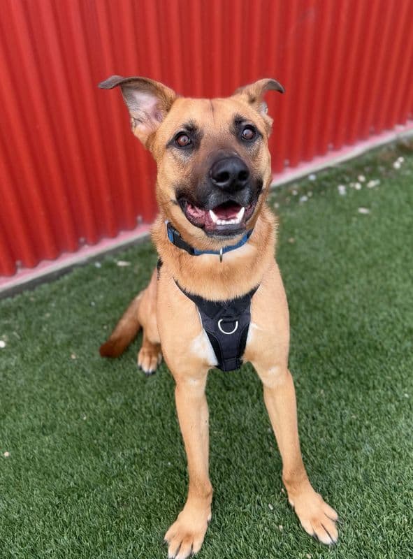 Bubba - Shepherd available for adoption at Edmonton Humane Society in Calgary
