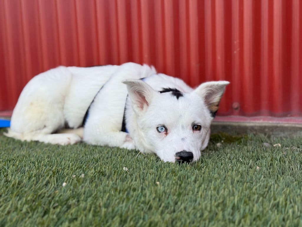 Zora - Australian Cattle Dog available for adoption at Edmonton Humane Society in Calgary
