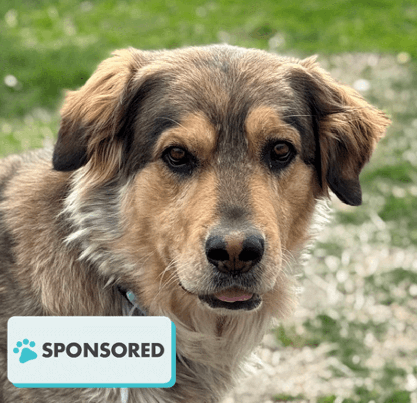 Bee - Shepherd available for adoption at Edmonton Humane Society in Calgary